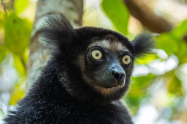 Indri indri, Madagaskar yağmur ormanı doğu kıyısı, şirin primat, Madagaskar endemit. En büyük lemur..