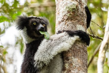 Indri indri, Madagaskar yağmur ormanı doğu kıyısı, şirin primat, Madagaskar endemit. En büyük lemur..