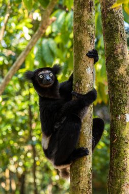 Indri indri, Madagaskar yağmur ormanı doğu kıyısı, şirin primat, Madagaskar endemit. En büyük lemur..
