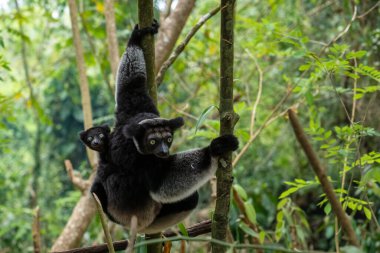 Indri indri, Madagaskar yağmur ormanı doğu kıyısı, şirin primat, Madagaskar endemit. En büyük lemur..