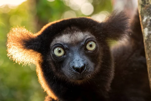 Indri Indri Madagaskar Yağmur Ormanı Doğu Kıyısı Şirin Primat Madagaskar — Stok fotoğraf