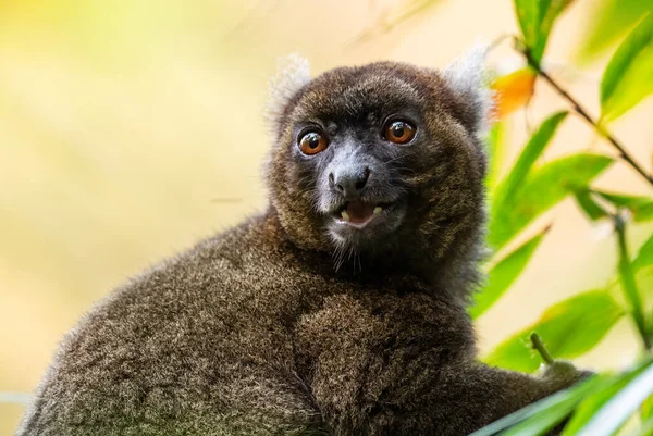 Stock image Greater Bamboo Lemur - Prolemur simus, rare beautiful primate endemic in Madagascar east coast rain forests.