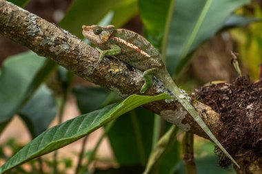 Globe-horned Chameleon - Calumma globifer, beautiful colored chameleon endemic in forests of Madagascar, Africa.