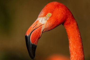 American Flamingo - Phoenicopterus ruber, portrait of beautiful colored water bird from coasts and fresh waters of Latin America, Mexico.