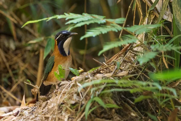 Pitta-like Ground Roller - Atelornis pittoides, beautiful shy colored bird from tropical forests of Madagascar, Ranomafana National Park.