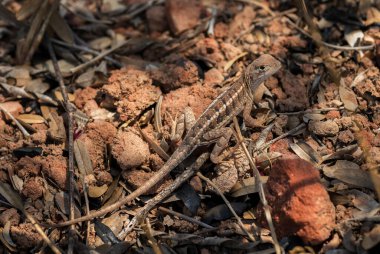 Malagasy karasal iguanian kertenkelesi - Chalarodon madagascariensis, Madagaskar açık bölgelerinden güzel küçük iguana kertenkelesi.