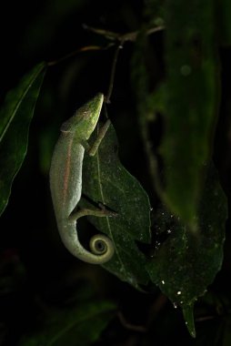 Madagaskar bukalemunu - Calumma glawi, tropik ormanlardan gelen küçük güzel yeşil bukalemun, Ranomafana Ulusal Parkı, Madagaskar.