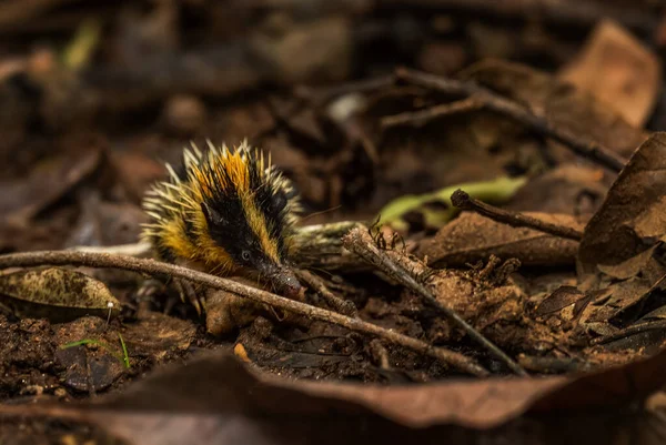 Lowland Streaked Tenrec Hemicentetes Semispinosus Beautiful Unique Small Mammal Madagascar — Stock Photo, Image