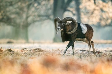 Avrupa Mouflon - Ovis orientalis musimon, Avrupa ormanları ve ormanlarından uzun boynuzlu güzel ilkel koyun, Çek Cumhuriyeti.