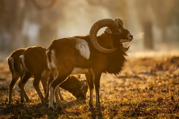 European Mouflon Ovis Orientalis Musimon Beautiful Primitive Sheep Long Horns — Stock Photo, Image