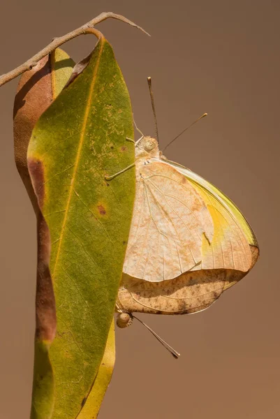 Malagasy Grass Yellow Eurema Floricola Beautiful Tip Butterfly African Meadows — Stock Photo, Image