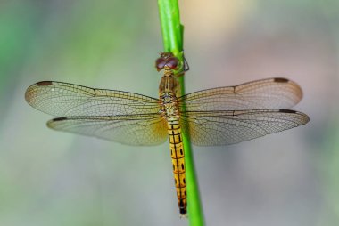Red Grasshawk - Neurothemis fluctuans, beautiful red dragonfly from Asian fresh waters and marshes, Malaysia.