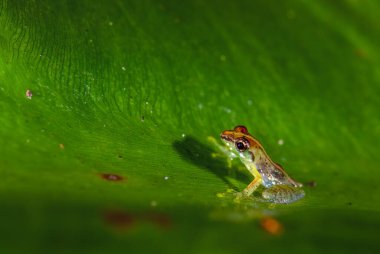 Variable Madagascan Frog - Guibemantis liber, beautiful colored tiny frog endemic in Madagascar rain forests, Andasibe, Madagascar.