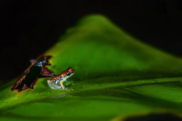 Variable Madagascan Frog Guibemantis Liber Beautiful Colored Tiny Frog Endemic — Stock Photo, Image