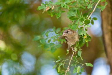 House Sparrow - Passer domesticus, common passerine bird from Worldwide gardens, fields and bushes, Panama City, Panama.