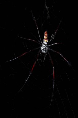 Red-legged Golden Orb-web Spider - Trichonephila inaurata, beautiful colored large spider from Madagascar forests.