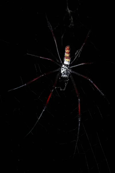 红腿金球网蜘蛛 三角蜘蛛 美丽的彩色大型蜘蛛 来自马达加斯加森林 — 图库照片