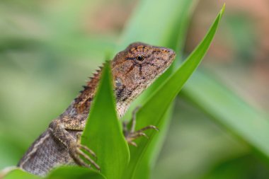 Oriental Garden Kertenkelesi - Kalotes versicolor, Asya ormanlarından ve çalılardan gelen renkli değişken kertenkele, Malezya.