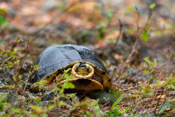Амбойная Коробочная Черепаха Cuora Ambohsis Красивая Крупная Черепаха Юго Азиатских — стоковое фото