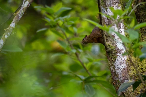 Variegated Squirrel Sciurus Variegatoides Beautiful Squirrel New World Gardens Forests — Stock Photo, Image