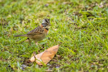 Rufous-Collared Sparrow - Zonotrichia capensis, güzel küçük Yeni Dünya serçesi, Volcn, Panama.