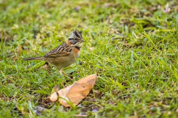 Rufous Collared Sparrow Zonotrichia Capensis Vacker Liten Värld Sparv Volcn — Stockfoto