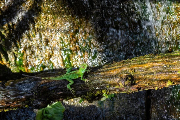 Großer Walddrache Gonocephalus Grandis Wunderschönes Großes Grünes Agama Aus Südostasiatischen — Stockfoto
