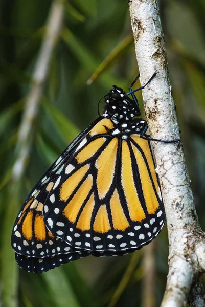 Kral Kelebeği Danaus Plexippus Güzel Popüler Turuncu Kelebek Amerikan Ormanlarından — Stok fotoğraf