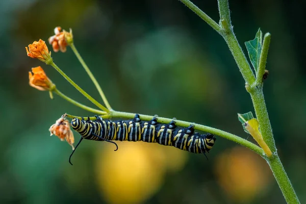 Kral Kelebeği Danaus Plexippus Güzel Popüler Turuncu Kelebek Amerikan Ormanlarından — Stok fotoğraf