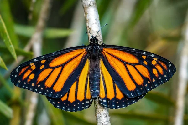 Monarca Farfalla Danaus Plexippus Bella Farfalla Arancione Popolare Boschi Prati — Foto Stock
