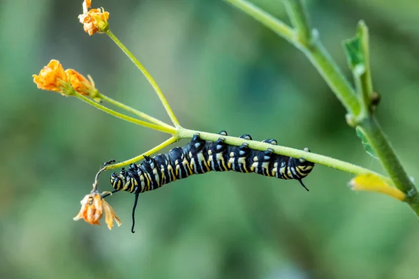 Monarch Vlinder Danaus Plexippus Mooie Populaire Oranje Vlinder Uit Amerikaanse — Stockfoto