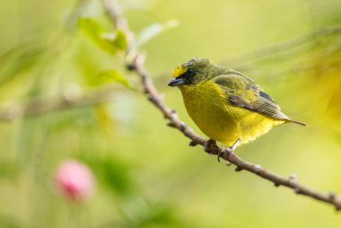 Sarı boğazlı Euphonia - Euphonia hirundinacea, güzel sarı ve siyah tüneyen kuş Latin Amerika ormanları ve ormanlarından, Volcn, Panama.