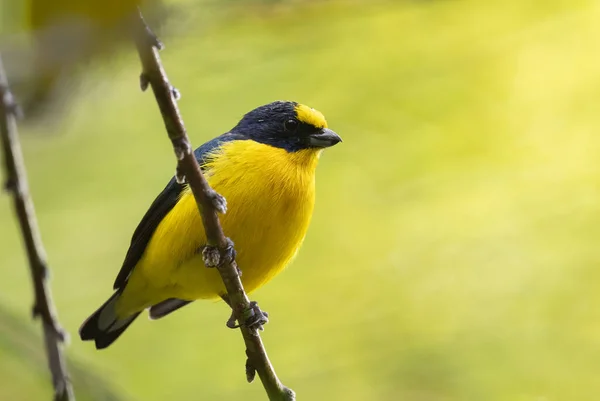 黄喉幼鸟 来自拉丁美洲森林和林地的幼鸟 美丽的黄色和黑色栖息鸟 巴拿马沃尔克市 — 图库照片
