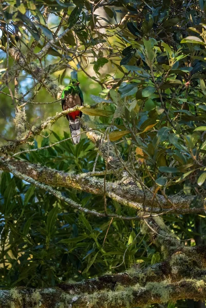 Resplandeciente Quetzal Pharomachrus Mocinno Hermoso Pájaro Icónico Colorido Los Bosques —  Fotos de Stock