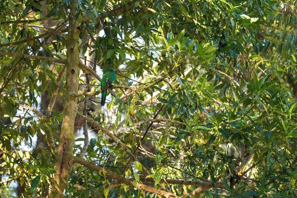 美丽动人的克萨尔 费洛马彻斯 莫辛诺 来自中美洲森林的五彩斑斓的标志性鸟类 巴拿马沃尔塞 — 图库照片