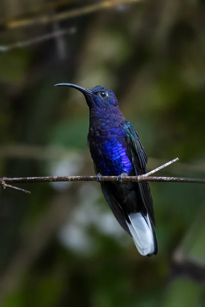 Violet Sabrewing Campylopterus Hemileucurus Beautiful Blue Hummingbird Montane Forest Volcn — Stock Photo, Image