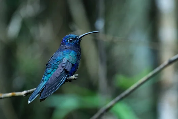 Violet Sabrewing Campylopterus Hemileucurus Gyönyörű Kék Kolibri Montánerdei Volcn Panama — Stock Fotó