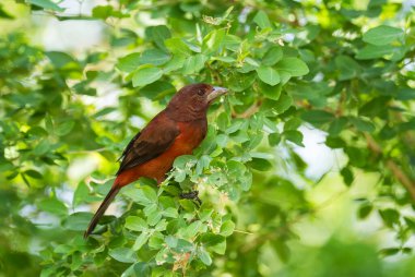 Kırmızı destekli Tanager - Ramphocelus dimidiatus, Latin Amerika ormanlarından gelen güzel kırmızı ve siyah tünemiş kuş, Volcn, Panama.