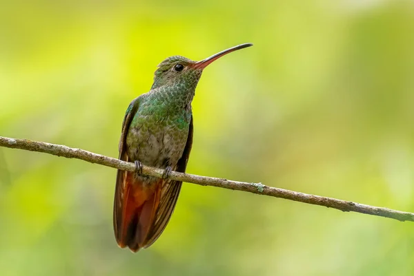 Rufous Tail Hummingbird Amazilia Tzacatl Panama Volcn Tropikal Ormanlarından Güzel — Stok fotoğraf