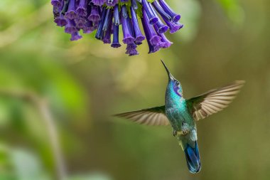 Küçük Menekşe - Colibri siyanotus, güzel menekşe ve yeşil sinekkuşu Latin Amerika ormanları ve bahçelerinden, Volcn, Panama.