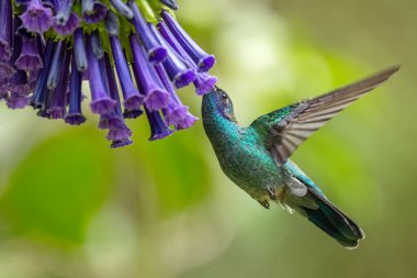 Küçük Menekşe - Colibri siyanotus, güzel menekşe ve yeşil sinekkuşu Latin Amerika ormanları ve bahçelerinden, Volcn, Panama.
