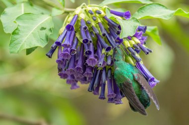 Küçük Menekşe - Colibri siyanotus, güzel menekşe ve yeşil sinekkuşu Latin Amerika ormanları ve bahçelerinden, Volcn, Panama.