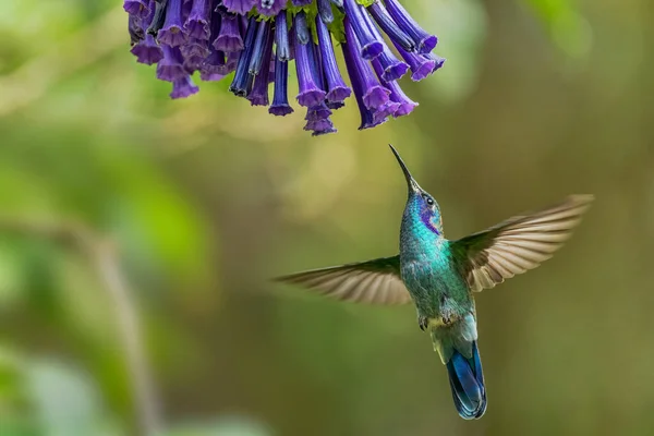 Lesser Violetear Colibri Cyanotus Vacker Violett Och Grön Kolibri Från — Stockfoto