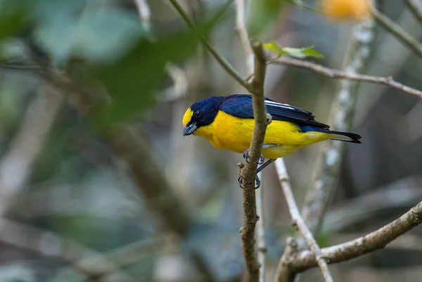 Eufonia Żółtogardła Eufonia Hirundinacea Piękny Żółty Czarny Okoń Lasów Lasów — Zdjęcie stockowe