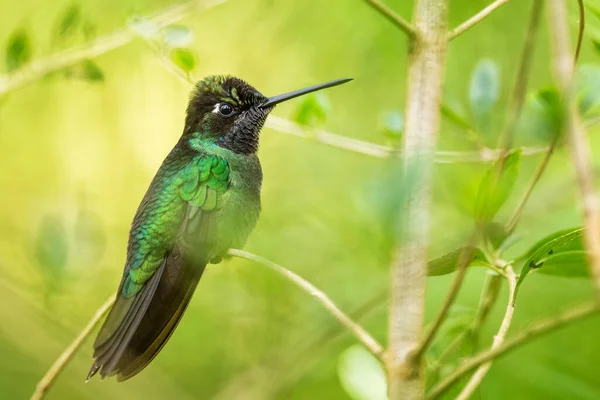 Talamanca Hummingbird ユーゲネスの光景 ラテンアメリカの森林と庭園からの美しい色のハチドリ Volcn パナマ — ストック写真