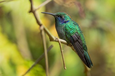 Küçük Menekşe - Colibri siyanotus, güzel menekşe ve yeşil sinekkuşu Latin Amerika ormanları ve bahçelerinden, Volcn, Panama.