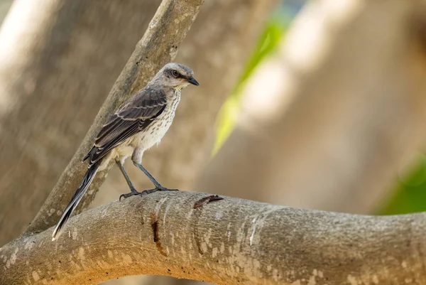 Tropikal Alaycı Kuş Mimus Gilvus Latin Amerika Kuşu Ormanlık Bahçelerde — Stok fotoğraf