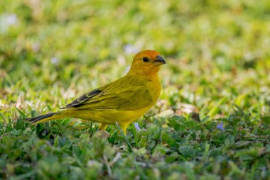 Saffron Finch - Sicalis flaveola, Latin Amerika bahçelerinden, çalılıklardan, ormanlardan, Panama City, Panama 'dan güzel sarı tüneyen kuş.