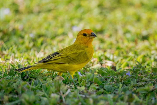 サフランフィンチ シカリスのフレーバー ラテンアメリカの庭園 茂みや森林 パナマ市 パナマからの美しい黄色のPerching鳥 — ストック写真