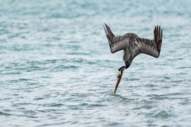 Kahverengi Pelikan - Pelecanus occidentalis, Amerika 'nın Pasifik ve Atlantik kıyılarında büyük su kuşu avcılığı, Cambutal, Panama.